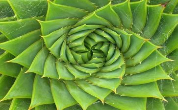 描写植物的作文400字优秀5篇