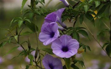 作文写植物300字参考5篇