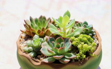 我的植物朋友对红作文参考5篇
