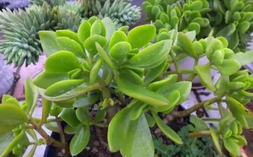植物的茎教学反思5篇