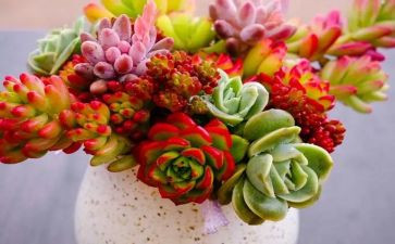 植物园作文参考6篇