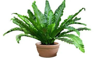 作文写植物作文通用5篇
