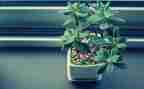 写我的植物朋友作文400字5篇