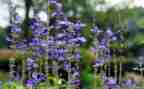 作文写植物作文8篇